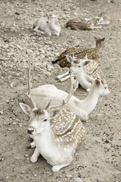 Deer in zoo — Stock Photo, Image