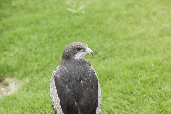 Aquila piccolo parco — Foto Stock