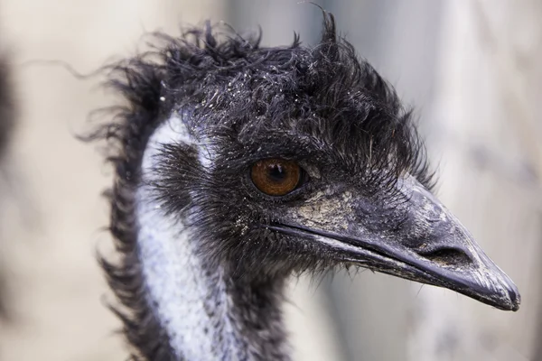 Olha o zoológico de avestruz — Fotografia de Stock