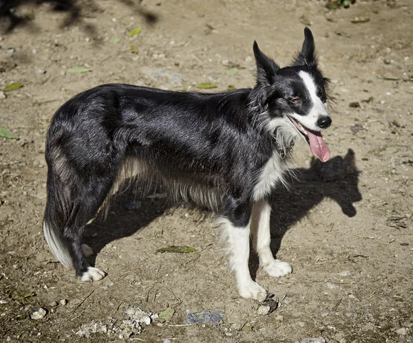 Trained dog owner