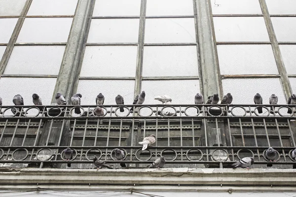 Pigeons dans la fenêtre — Photo