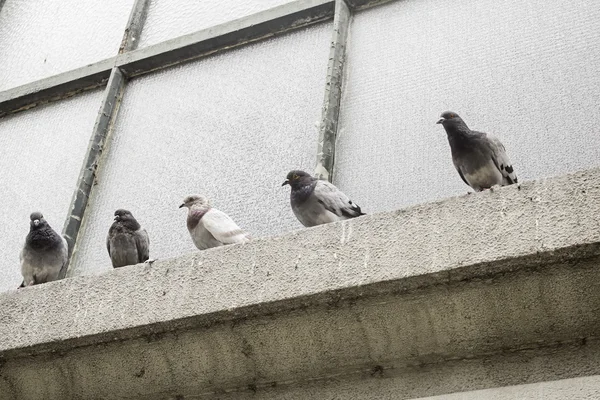 Pigeons dans la fenêtre — Photo