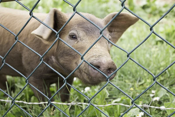 Pig farm locked