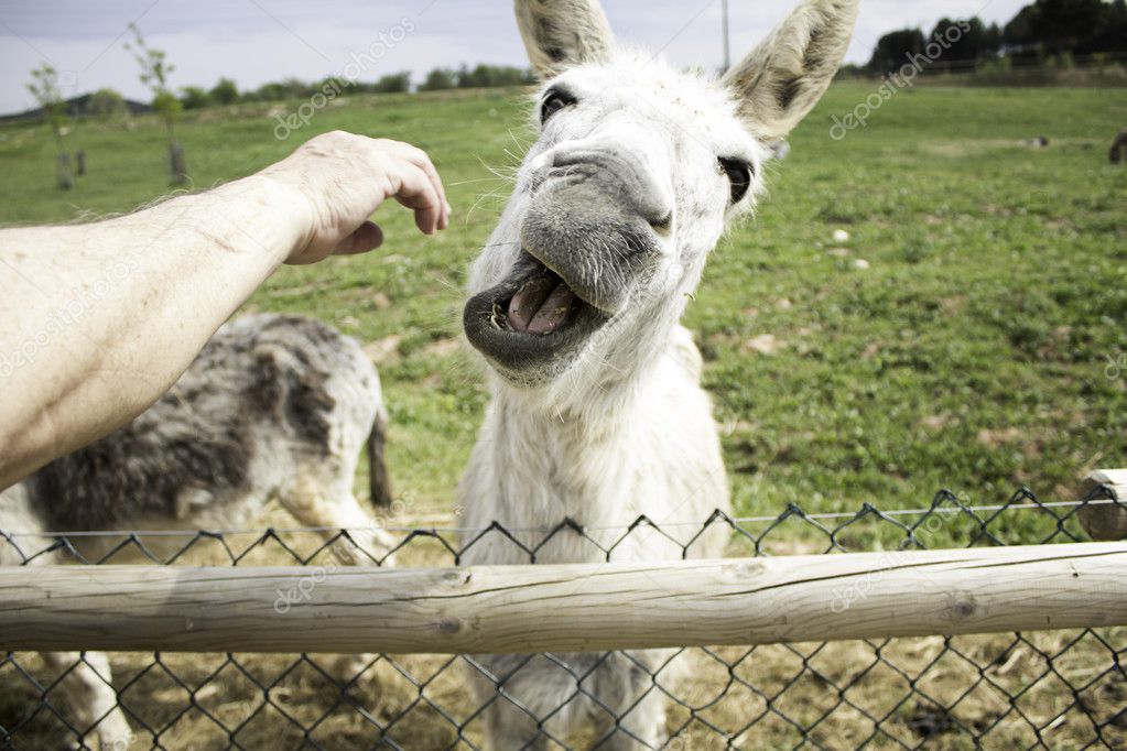 Funny donkey farm