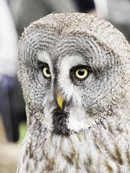Owl falconry natural — Stock Photo, Image