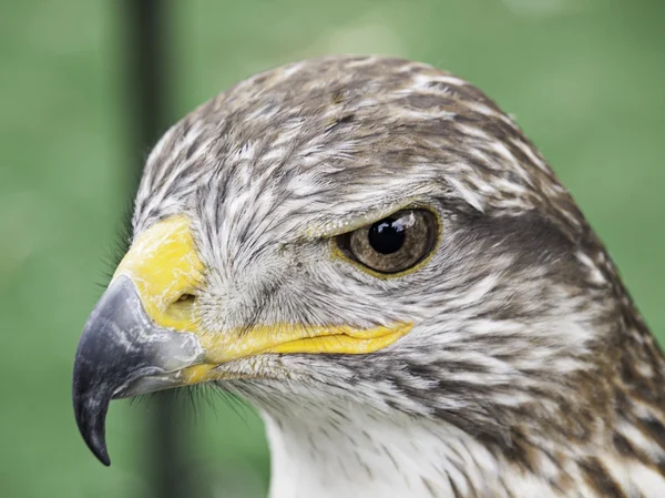 Mostra di falconeria aquila — Foto Stock