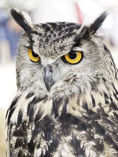 Owl falconry natural — Stock Photo, Image