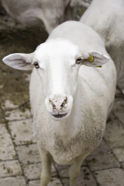 Sheep looking rural — Stock Photo, Image