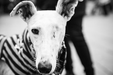 Beyaz greyhound köpek