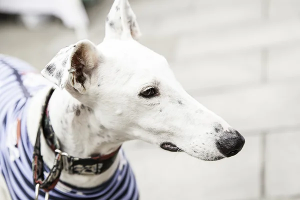 White greyhound dog — Stock Photo, Image