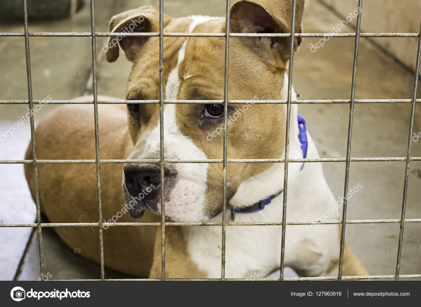 Chiens de chenil verrouillés image libre de droit par celiafoto © #127963916