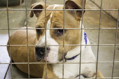 Köpek kulübesi köpek kilitli