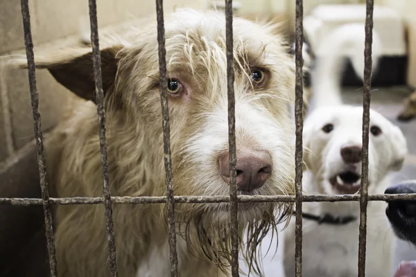 Cães canil bloqueado — Fotografia de Stock