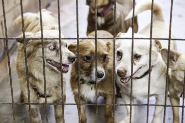 Köpek kulübesi köpek kilitli