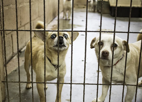 Cães canil bloqueado — Fotografia de Stock