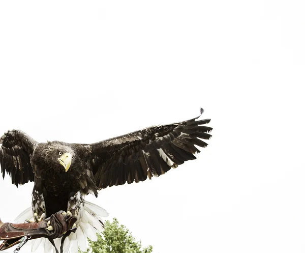 Eagle falconry exhibition — Stock Photo, Image