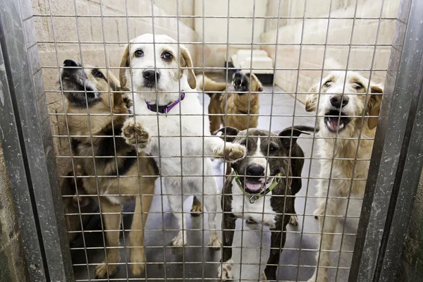 Zwingerhunde gesperrt — Stockfoto