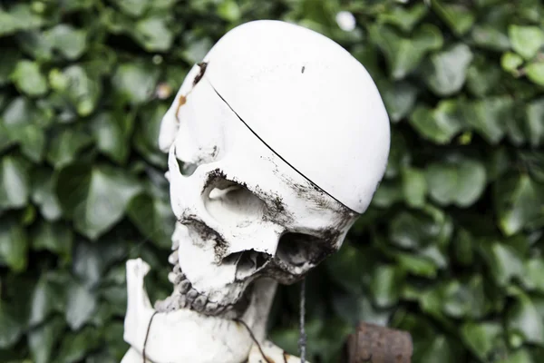 頭蓋骨と骨 — ストック写真