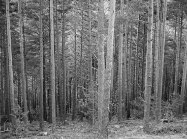 Orman sonbahar yaprakları