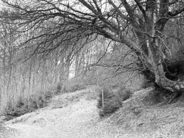 Orman ağaçları ile