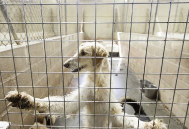 Köpek kulübesi köpek kilitli