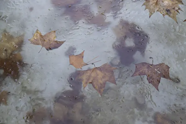 Folhas congeladas em água — Fotografia de Stock