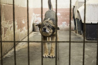 Köpek kulübesi köpek kilitli