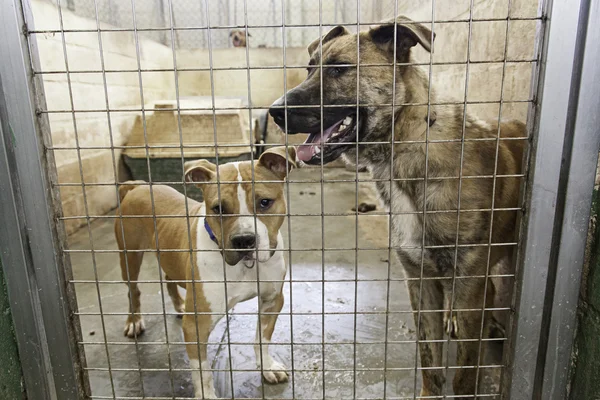 Cani da cuccia bloccati — Foto Stock