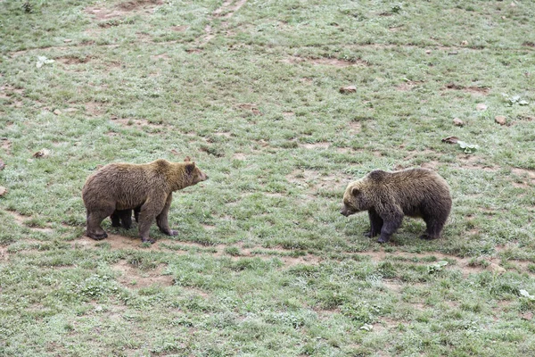 Медведи в зоопарке — стоковое фото