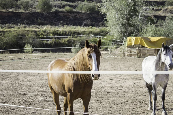 Caballo en la naturaleza — Foto de Stock