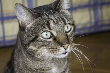 Çizgili yolunu yitirmek kedi