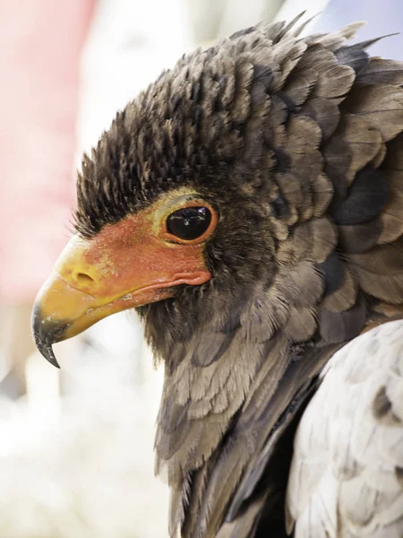 Exposition sur la fauconnerie aigle — Photo