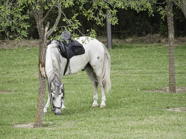 Häst i naturen — Stockfoto