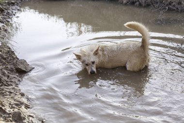 Nehirde yüzme köpek