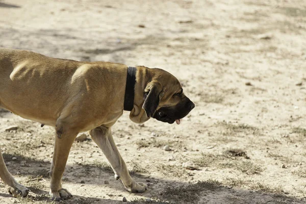 Triste perro solitario —  Fotos de Stock