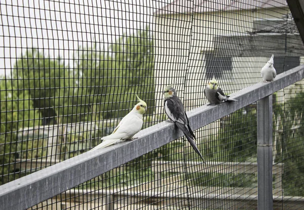 Agapornis im großen Käfig — Stockfoto