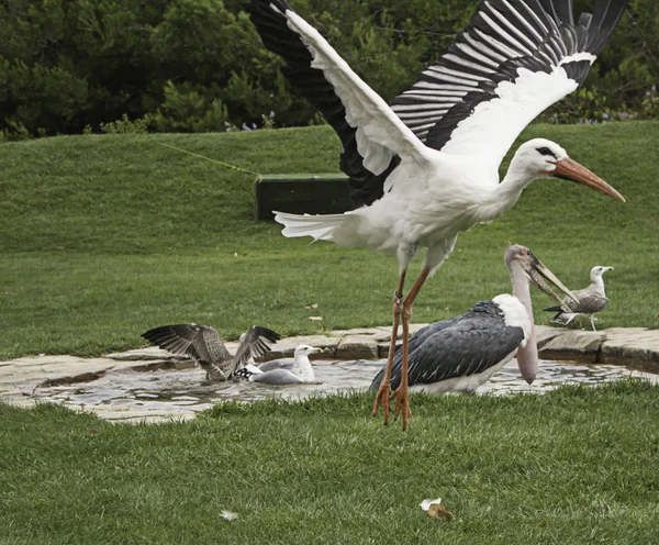 Großvogelzoo — Stockfoto