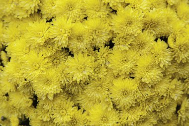 Buket sarı papatyalar