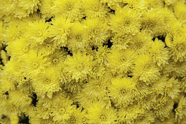 Au nez marguerites jaunes — Photo