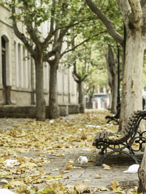 Park sonbahar ağaçlar