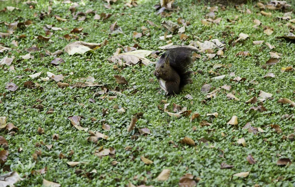 Nutrire uno scoiattolo in una foresta — Foto Stock