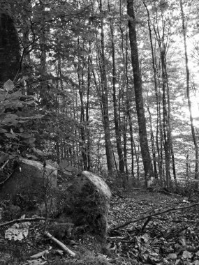 Orman ağaçları ile