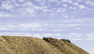 Orman ağaçları ile