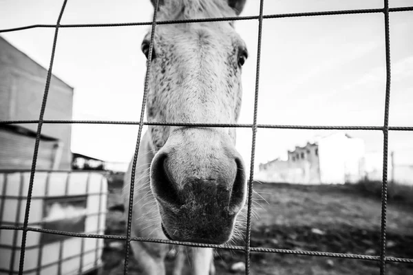 Witte paard stabiel — Stockfoto