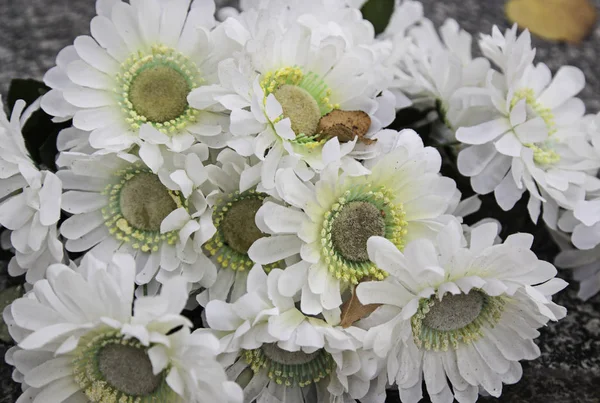 Strauß weiße Gänseblümchen — Stockfoto