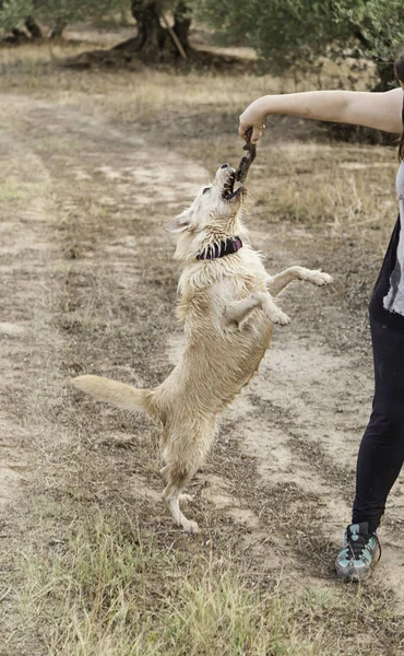 Köpek sopa yakalamak — Stok fotoğraf