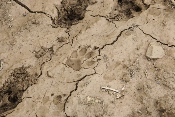 Clay hond footprint — Stockfoto