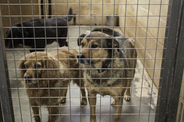 Üzgün terk edilmiş köpekler