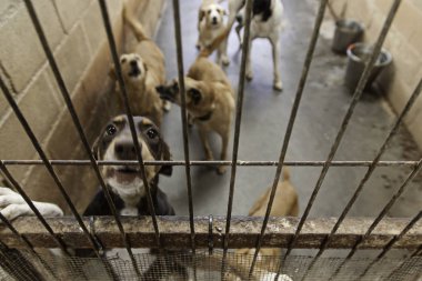 Üzgün terk edilmiş köpekler