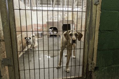 Üzgün terk edilmiş köpekler